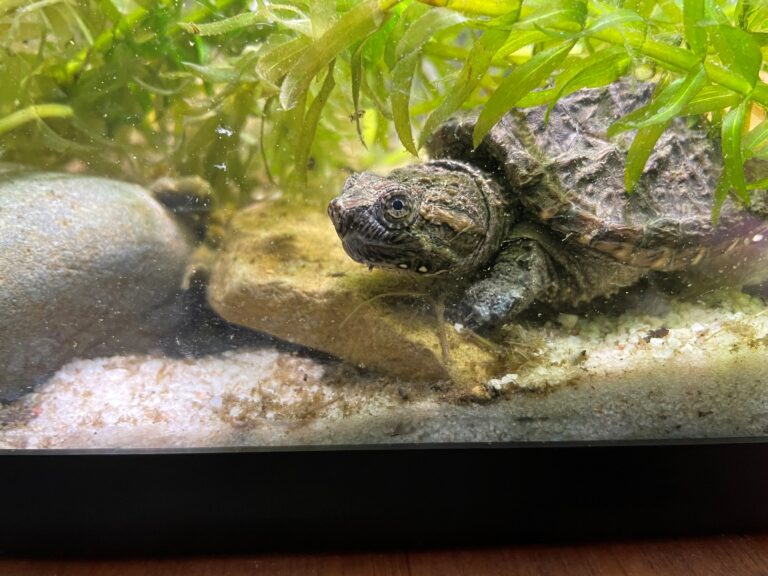 turtle tank cleaning