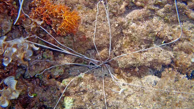 Spaghetti Worm