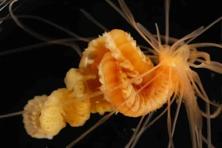 Spaghetti Worm