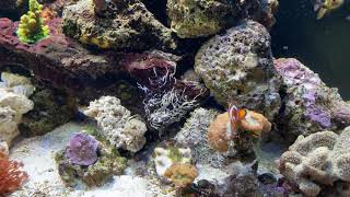 reef aquarium service