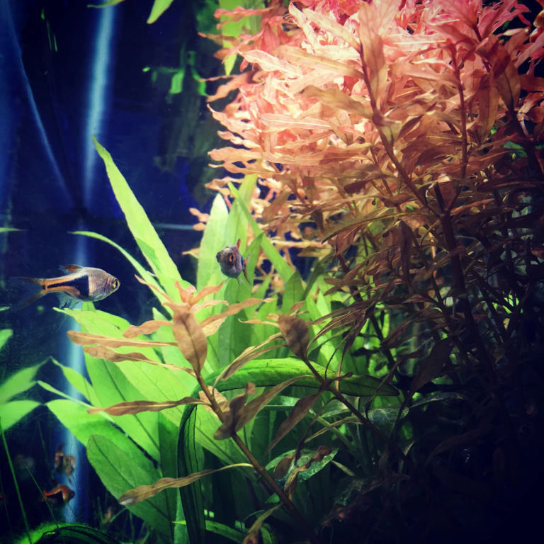 Aquarium Maintenance Services