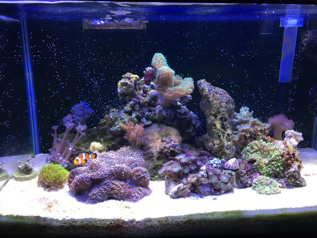 Aquarium Monitoring Service