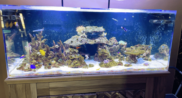 aquarium testing