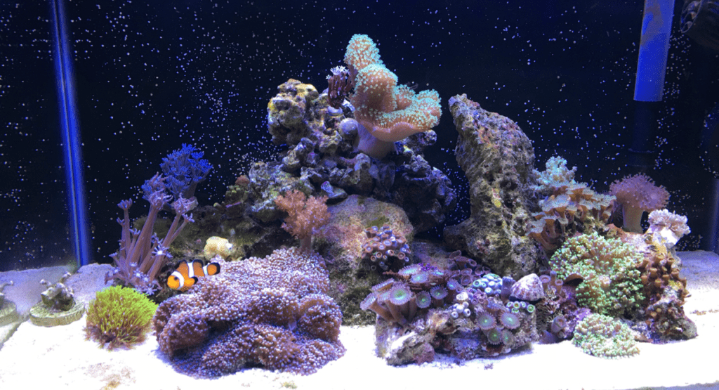 custom aquarium design