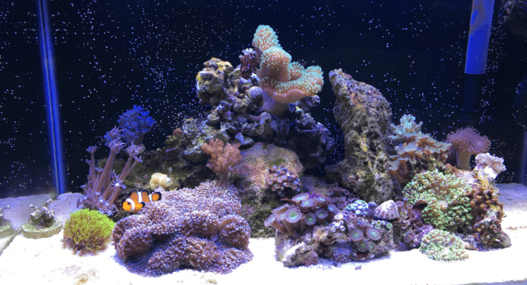 reef tank maintenance
