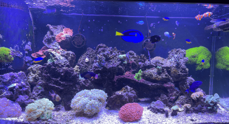 reef tank cleaning