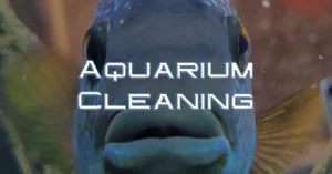 Aquarium Cleaning