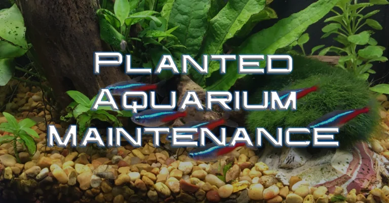 Planted Aquarium Maintenance