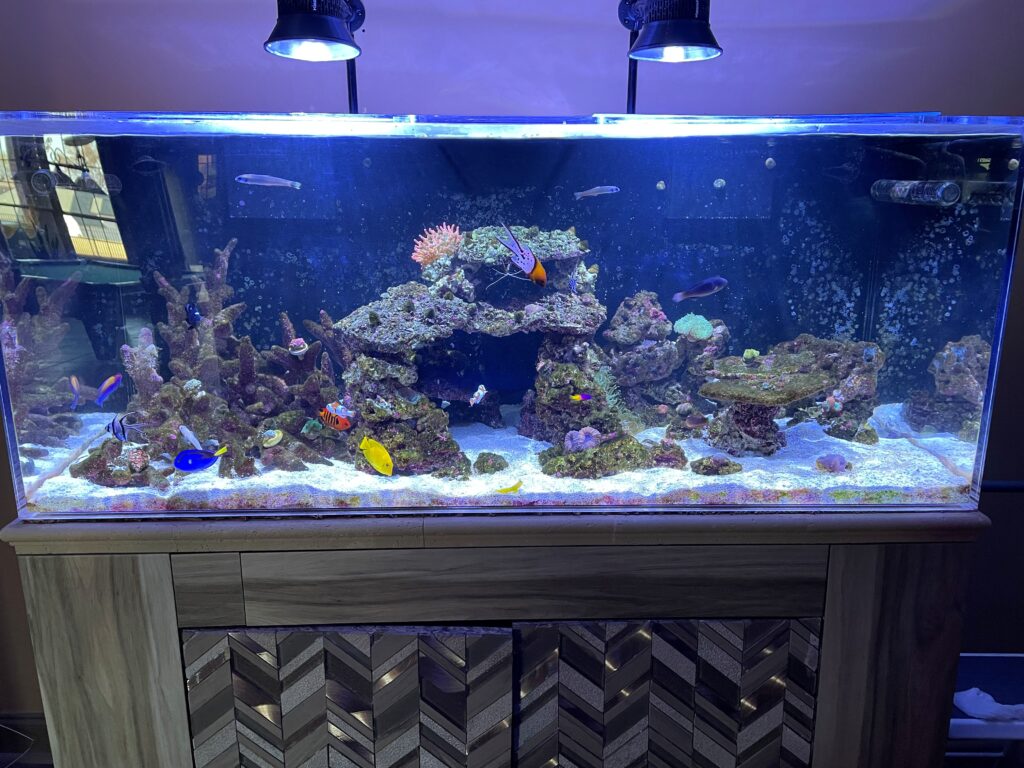 Reef Aquarium Installation