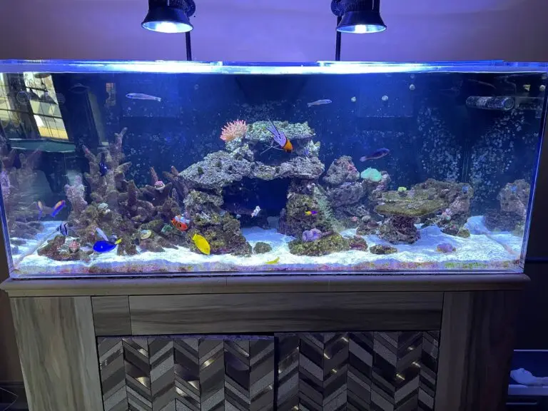 Reef Aquarium Installation
