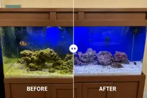 Before and After FOWLR