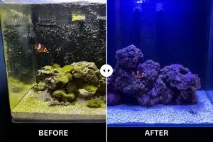 Before and After Nano Reef