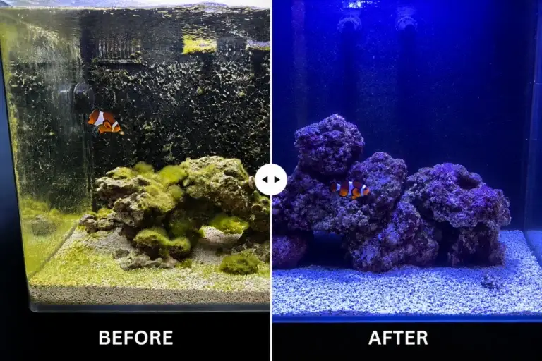 Before and After Nano Reef