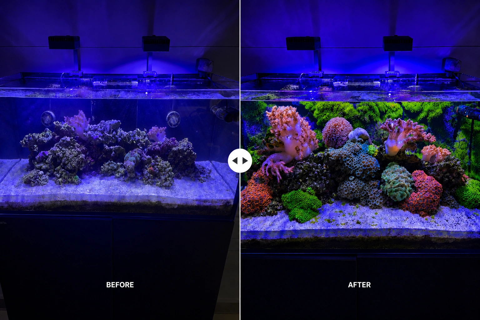 Before and After Softy Reef
