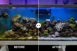 Before and After Reef