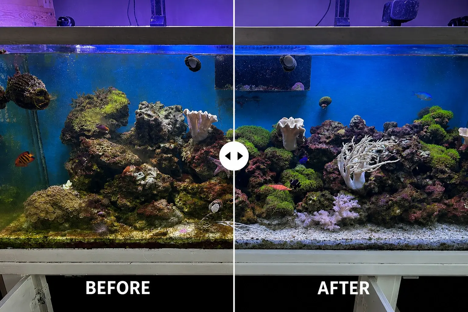 Before and After Reef