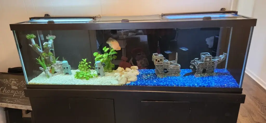 Cichlid Aquarium