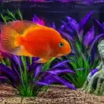 Cichlid Aquarium Service