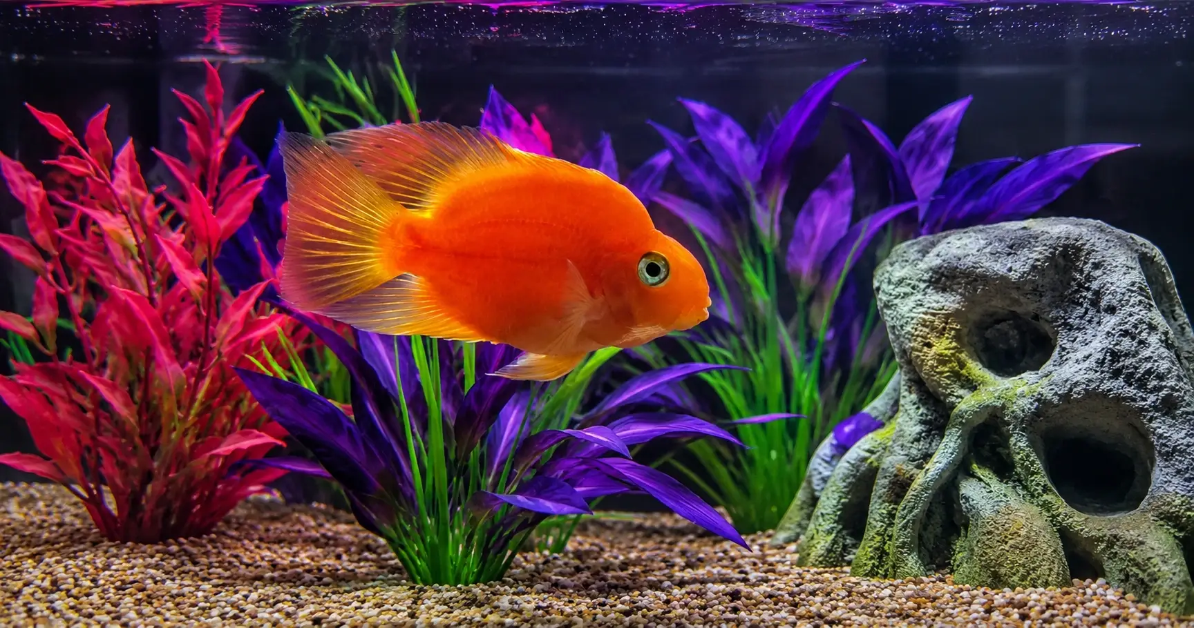 Cichlid Aquarium Service