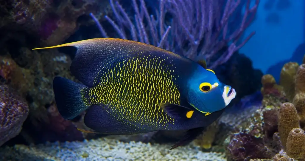FOWLR & Saltwater Fish Only