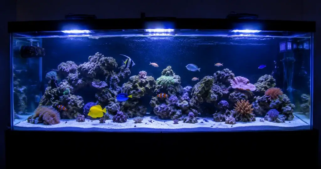 FOWLR aquarium
