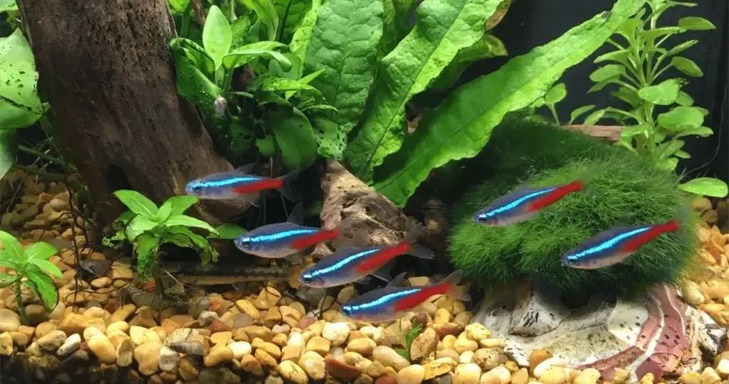 Freshwater Aquarium Service