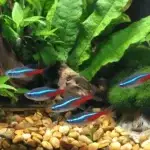 Freshwater Aquarium Service