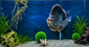 Freshwater Aquarium Service
