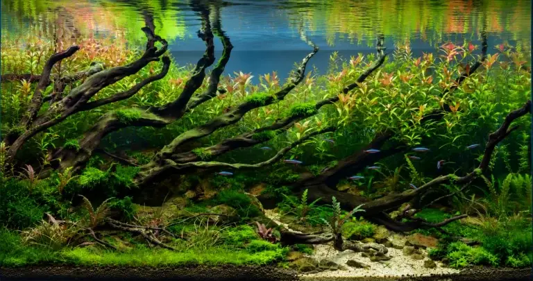 Freshwater aquarium service