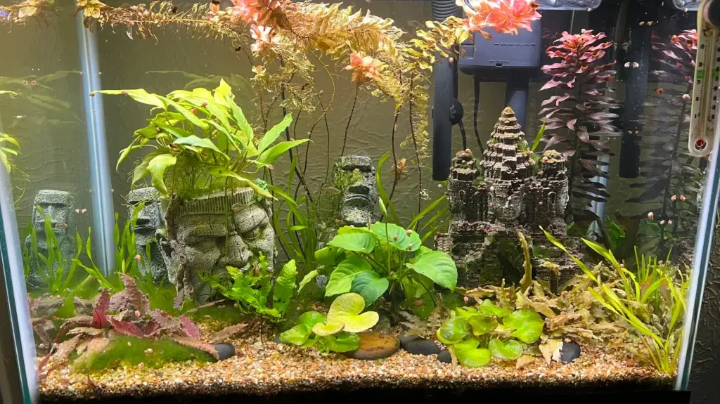 Planted Aquarium