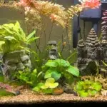 Planted Aquarium