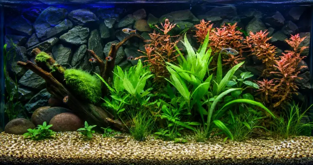 Planted Aquarium Service