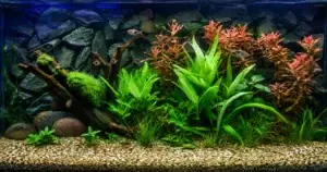 Planted Aquarium Service