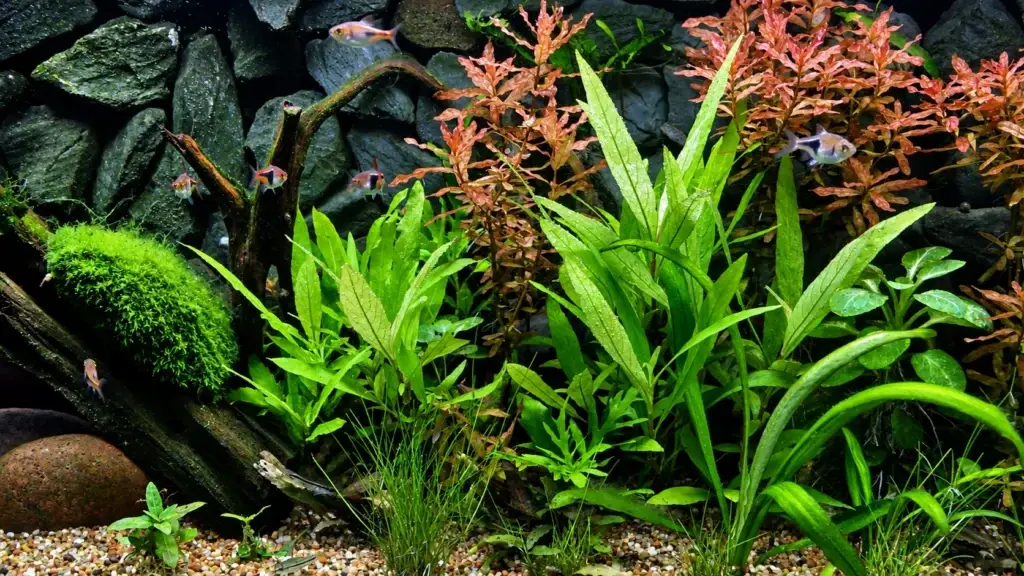 planted aquarium service