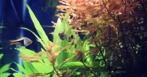 Planted Aquariums