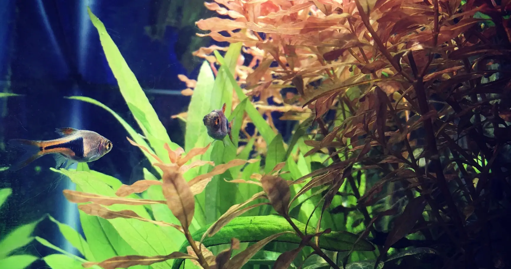 Planted Aquariums