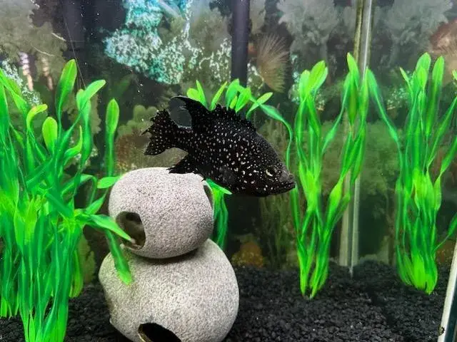Professional Aquarium Care