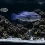 Professional Saltwater Fish Tank Maintenance