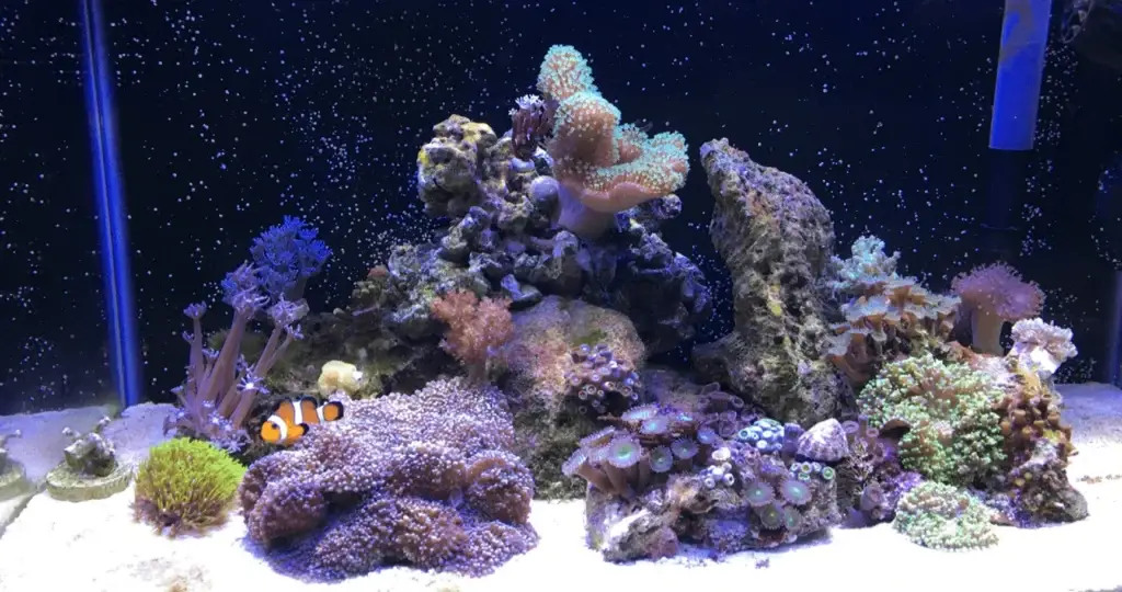 Reef Aquariums