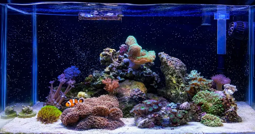 Reef Aquariums