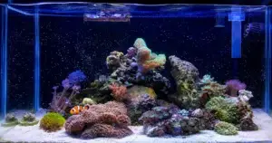 Reef Aquariums
