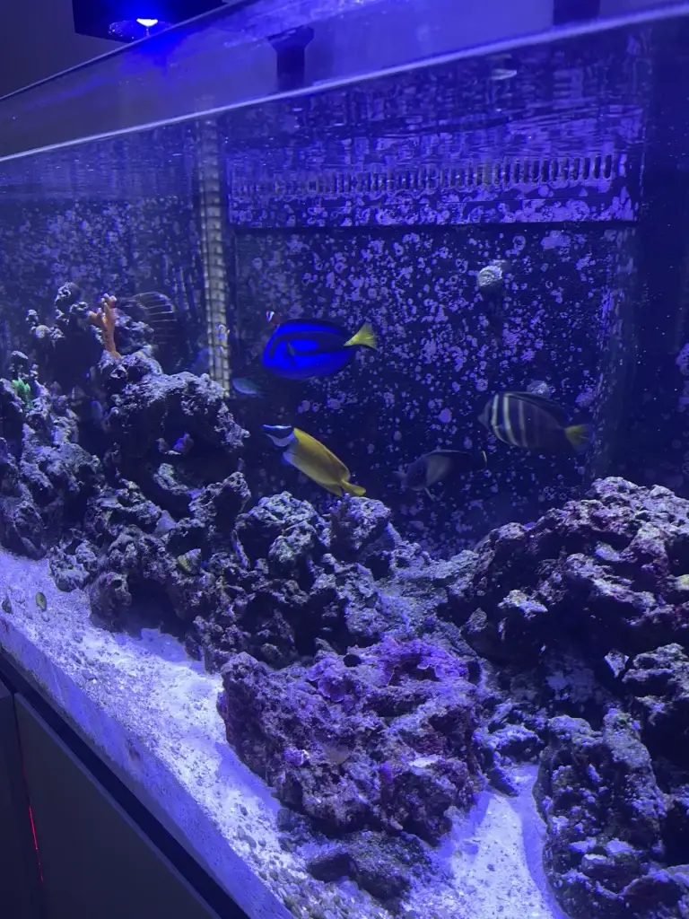 Reef Tank Maintenance