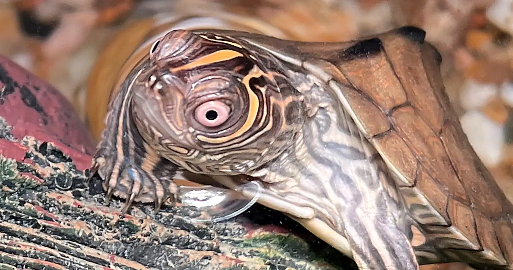 Turtle Aquariums