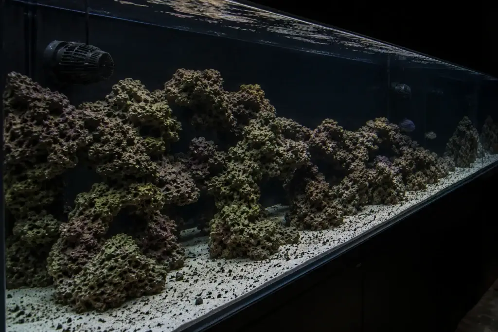 What Is A FOWLR Aquarium