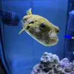 Puffer Fish Only With Live Rock