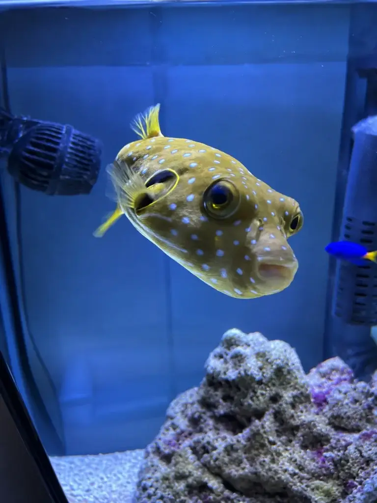 Puffer Fish Only With Live Rock