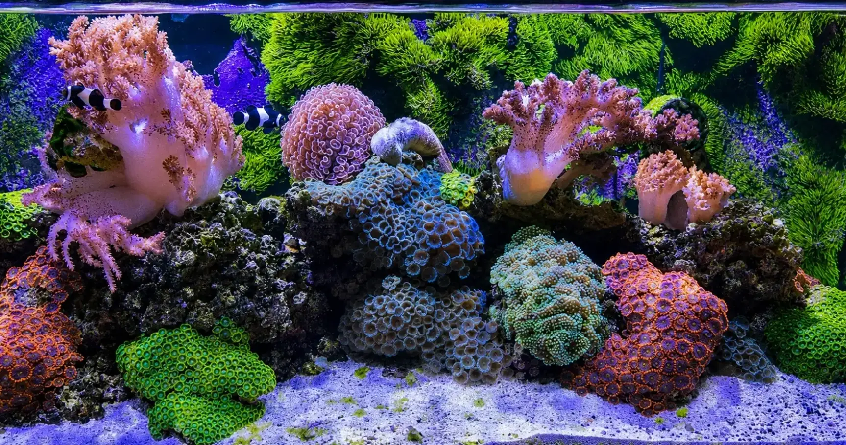 Reef Aquarium Maintenance