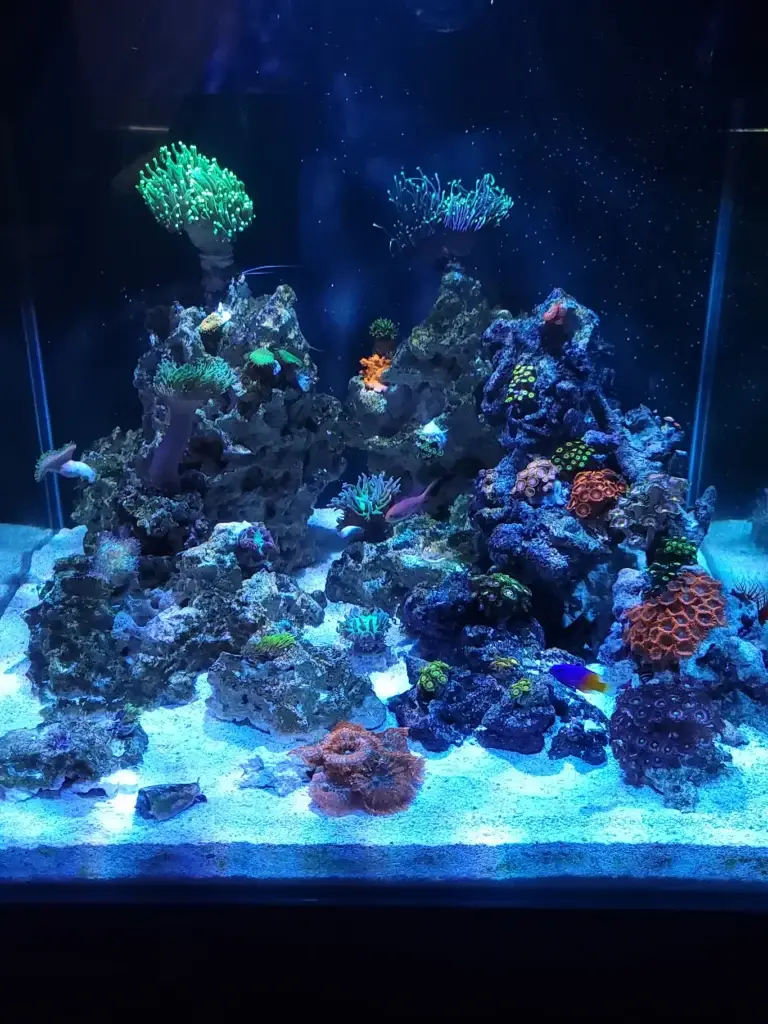 reef aquarium maintenance
