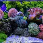 Aquarium Service FAQ