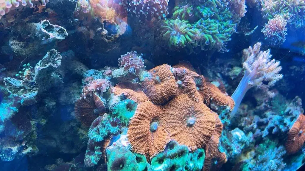 reef aquarium service
